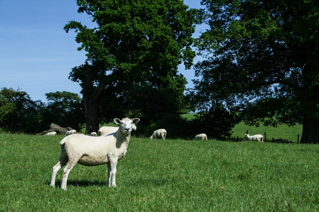 Old Selden Farm B&B Clapham  Bagian luar foto